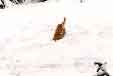 golden retriever femelle pris en photo