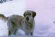 image de golden retriever