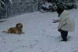 le golden retriever en photo