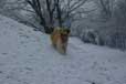 une photo de golden retriever