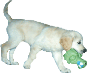 auteur du site legoldenretriever
